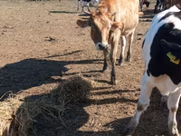 Cow, Simmental cattle — photo 3