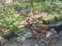 Chickens — photo 4