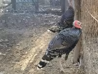 Turkeys — 3-rasm