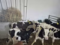 ثور, Russian Black pied cattle — الصورة 4