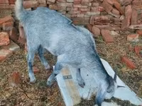 Koza, Nubian Goat — zdjęcie 3