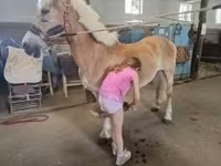 雄馬, Haflinger — 写真 7