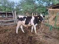 Taureau, Race Holstein — photo 4
