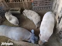 नर सूअर, Вьетнамская вислобрюхая — फ़ोटो 2