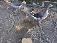 Geese — الصورة 2