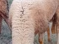 Widder, Lacaune sheep — Foto 2