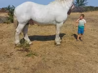 Hengst, Percheron — Foto 2