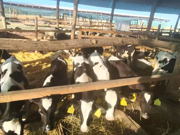 Bulle, Holstein-Rasse