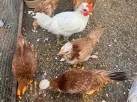 Chickens — photo 4
