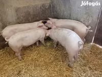 मादा सूअर, सूअर — फ़ोटो 2