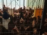 Chickens — fotografija 3