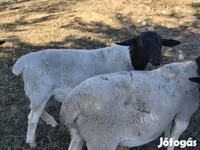 Widder, Dorper sheep — Foto 1
