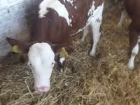 公牛, Limousin cow — 照片 6