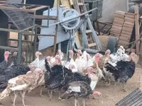 Turkeys — fotografija 7