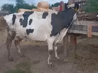 公牛, Limousin cow — 照片 4