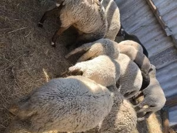 Вівці (партія, стать не вказано), Вівці — Угорщина