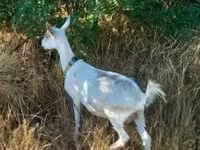 雌ヤギ, Saanen goat — 写真 1