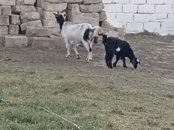 Cabra, Cabras