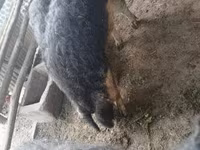 Qaban — foto 2