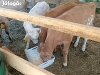 Bovinos (lote, sexo não especificado), Simmental cattle — foto 2