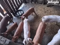 母猪, Дюрок — 照片 3