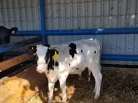 Toro, Russian Black pied cattle — foto 3