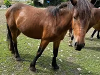 Kobyła, Međimurje horse — zdjęcie 6