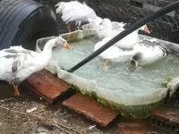 Geese — fotografija 8