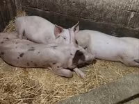 मादा सूअर, सूअर — फ़ोटो 4