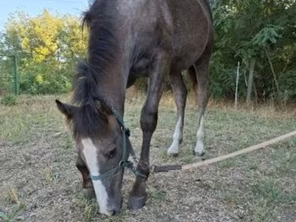 公马, Horses