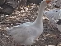 Geese — 照片 3
