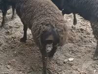 Қошқар, Қойлар — 4-сурет