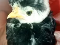 Bantam de Pequim — foto 3