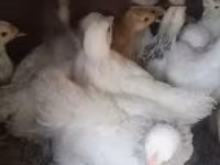 براهما — الصورة 2