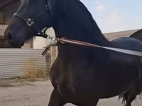 Kobila, Friesian — fotografija 4