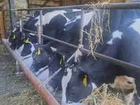 Krowa, Russian Black pied cattle — zdjęcie 3