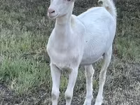 عنزة, Saanen goat — الصورة 2