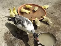 Ducks — photo 3