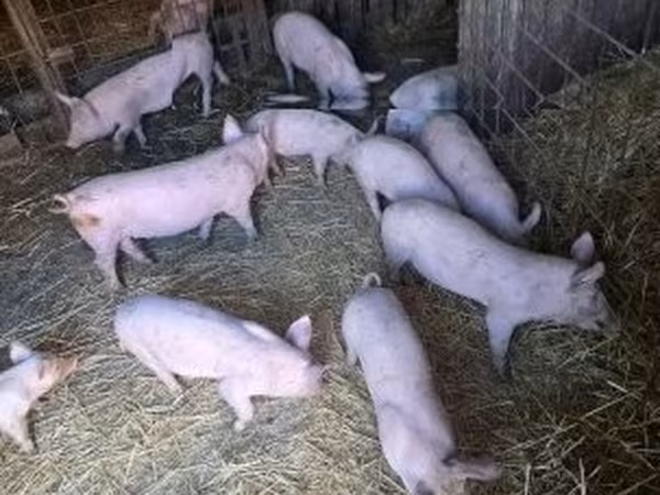 Świnie (partia, płeć nieokreślona), Świnie