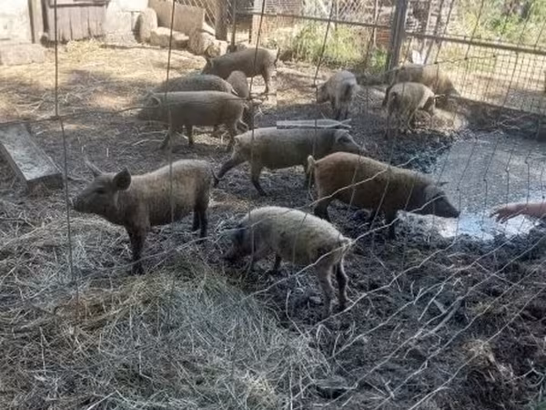 Porcs (lot, sexe non indiqué),  — Hongrie