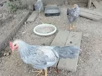 Chickens — photo 2