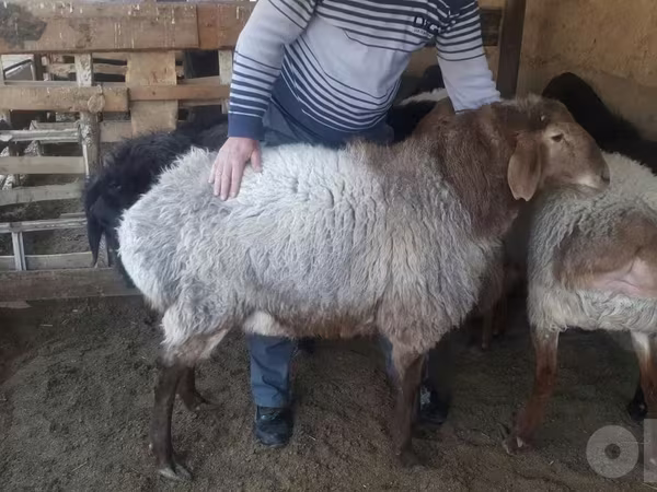 Moutons (lot, sexe non indiqué), Moutons