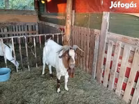 تيس, Boer goat — الصورة 1