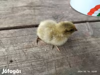 Quails — Foto 5