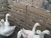 Geese — foto 2