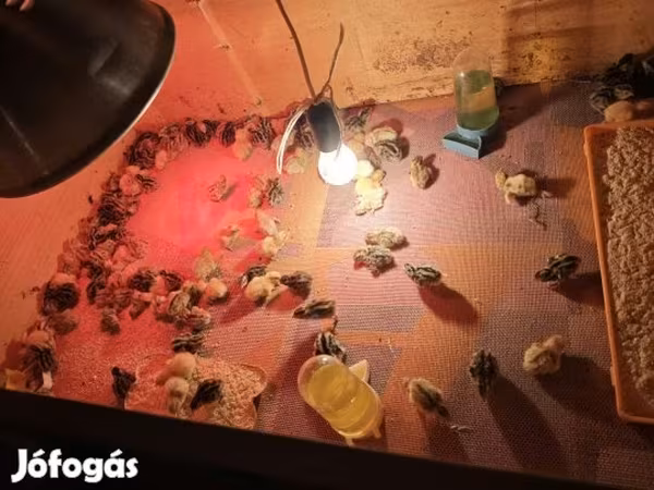 Quails