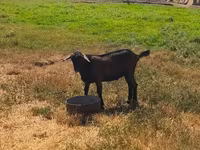 Bode, Nubian Goat — foto 4