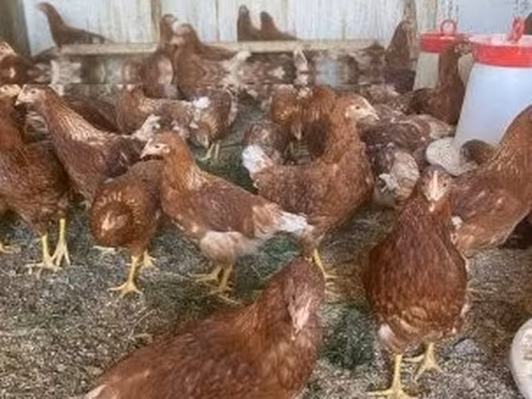 Chickens — Hungria