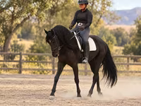 Cheval, Friesian — photo 8