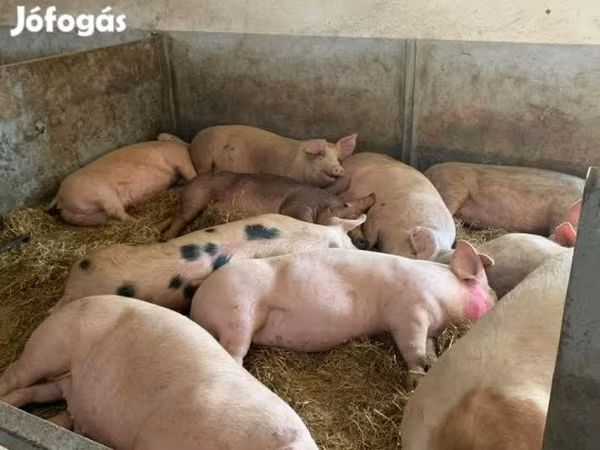 母猪, Pigs